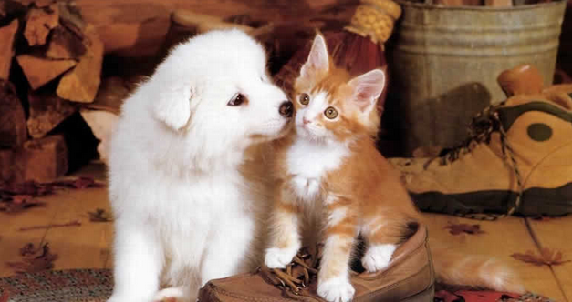 Cute animals, cat and dog
